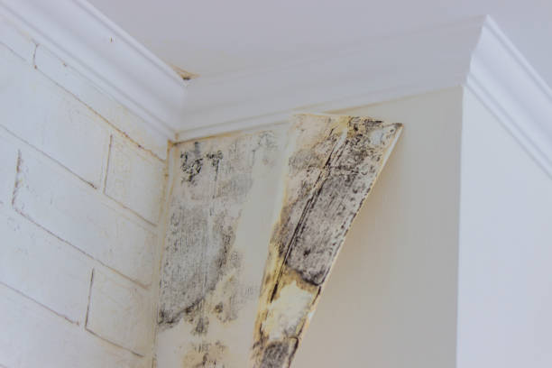 Best Mold removal after water damage  in Ozark, AL